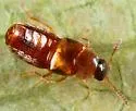 Hoplandria lateralis - photo 3