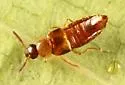 Hoplandria lateralis - photo 4