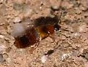 Hoplandria lateralis - photo 5