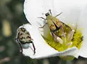 Hoplia dispar