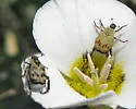 Hoplia dispar - photo 2