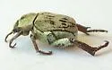 Hoplia dispar - photo 3