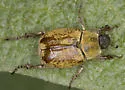 Hoplia dispar - photo 4