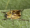 Hoplia dispar - photo 5