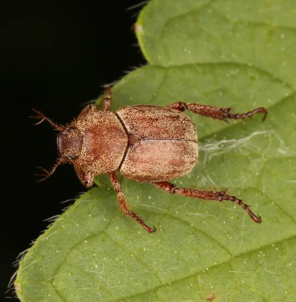 Hoplia equina - photo 2
