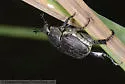 Hoplia laticollis