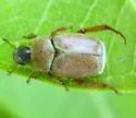 Hoplia modesta