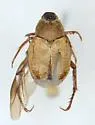 Hoplia modesta - photo 2