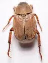 Hoplia modesta - photo 3
