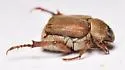 Hoplia modesta - photo 4