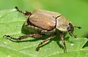 Hoplia modesta - photo 5