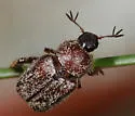 Hoplia mucorea