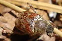 Hoplia sackenii - photo 2