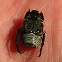 Dark Hoplia - photo 2