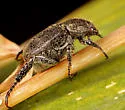 Dark Hoplia - photo 3