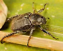 Dark Hoplia - photo 4