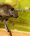 Dark Hoplia - photo 5