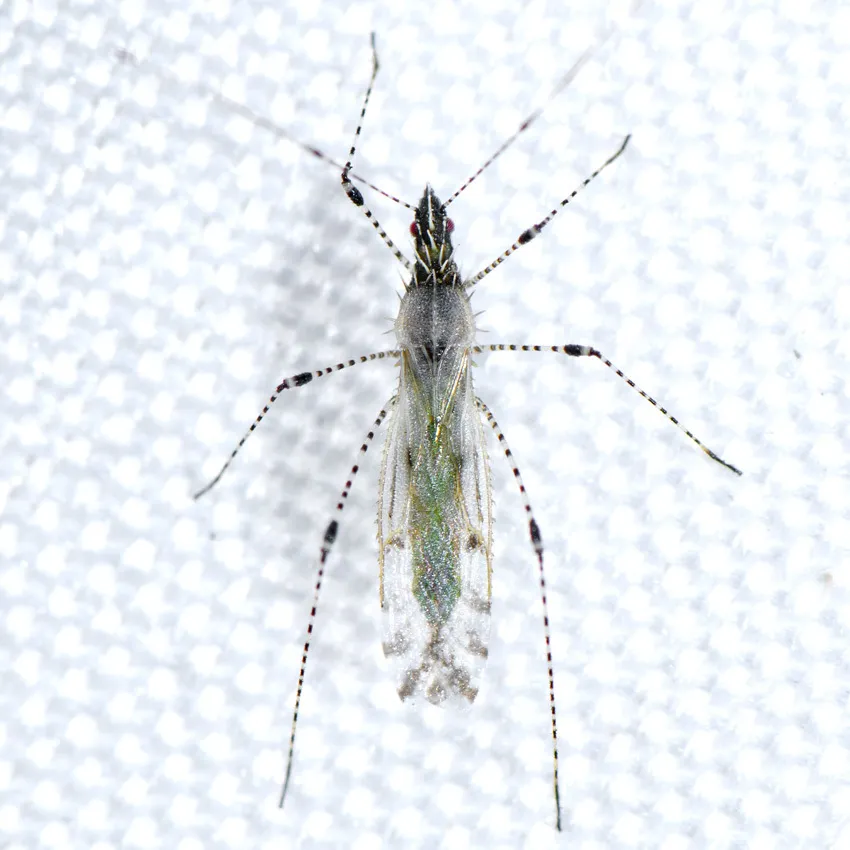 Hoplinus echinatus