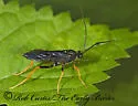 Hoplismenus morulus - Hoplismenus morulus