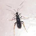 Hoplismenus morulus - photo 2