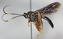 Hoplismenus morulus - photo 3
