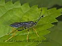 Hoplismenus morulus - photo 4