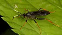 Hoplismenus morulus - photo 5