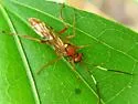 Hoplismenus rutilus