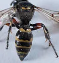 Hoplisoides hamatus
