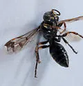 Hoplisoides hamatus - photo 2