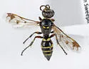 Hoplisoides hamatus - photo 3