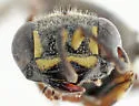 Hoplisoides hamatus - photo 4
