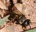 Hoplisoides nebulosus