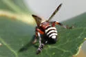 Hoplisoides nebulosus - photo 2