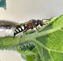 Hoplisoides nebulosus - photo 3