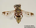 Hoplisoides nebulosus - photo 4