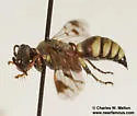 Hoplisoides nebulosus - photo 5