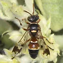 Hoplisoides punctifrons