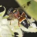 Hoplisoides punctifrons - photo 2