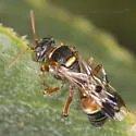 Hoplisoides punctifrons - photo 3