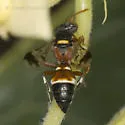 Hoplisoides punctifrons - photo 4
