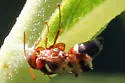 Hoplisoides punctifrons - photo 5