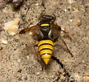 Hoplisoides pygidialis