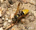 Hoplisoides pygidialis - photo 2