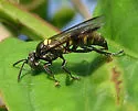 Hoplisoides semipunctatus