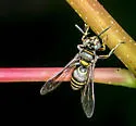 Hoplisoides semipunctatus - photo 2