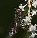 Hoplisoides semipunctatus - photo 3