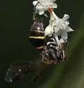 Hoplisoides semipunctatus - photo 4