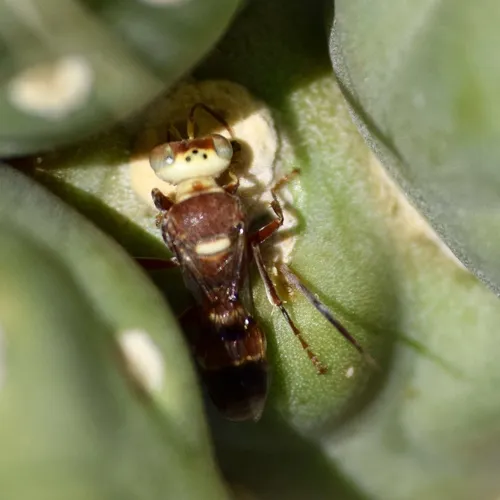 Hoplisoides splendidulus