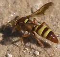 Hoplisoides tricolor - photo 2